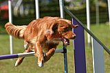 Canis zaterdag