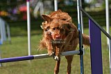 Canis zaterdag