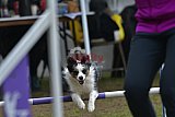 Canis zaterdag