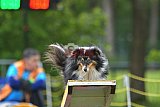 Canis zaterdag