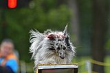 Canis zaterdag
