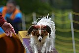 Canis zaterdag