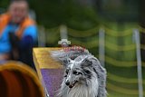 Canis zaterdag