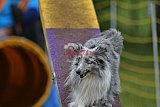 Canis zaterdag