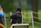 Canis zaterdag