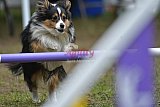 Canis zaterdag