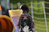 Canis zaterdag