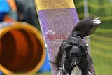 Canis zaterdag