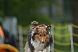 Canis zaterdag