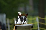 Canis zaterdag