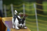 Canis zaterdag