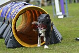 Canis zaterdag