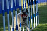 Canis zaterdag