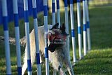 Canis zaterdag