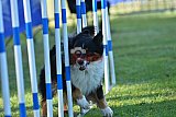 Canis zaterdag