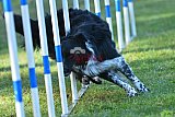 Canis zaterdag