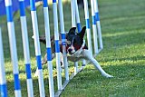 Canis zaterdag