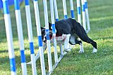 Canis zaterdag