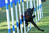 Canis zaterdag