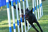 Canis zaterdag