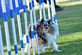 Canis zaterdag