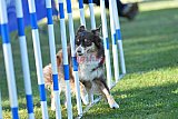 Canis zaterdag