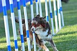 Canis zaterdag