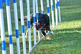 Canis zaterdag