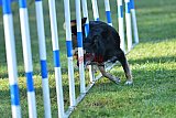Canis zaterdag