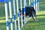 Canis zaterdag