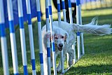 Canis zaterdag
