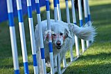 Canis zaterdag
