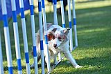 Canis zaterdag