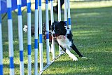 Canis zaterdag