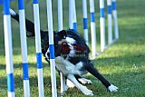 Canis zaterdag