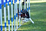 Canis zaterdag