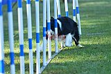 Canis zaterdag
