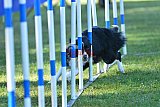Canis zaterdag