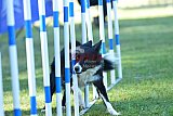 Canis zaterdag