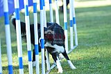 Canis zaterdag