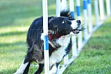 Canis zaterdag