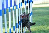 Canis zaterdag