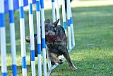 Canis zaterdag