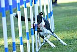 Canis zaterdag