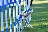 Canis zaterdag