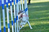 Canis zaterdag