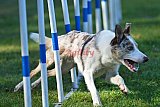 Canis zaterdag