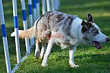 Canis zaterdag