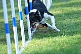 Canis zaterdag
