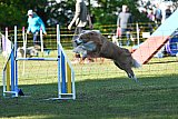 Canis zaterdag